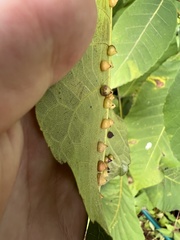 Caryomyia