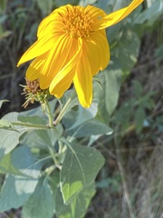 Helianthinae