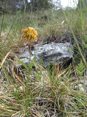 Fritillaria affinis