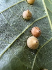 Caryomyia