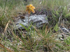 Fritillaria affinis