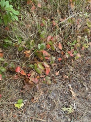 Toxicodendron rydbergii