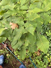 Caryomyia