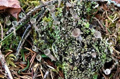 Cladonia gracilis