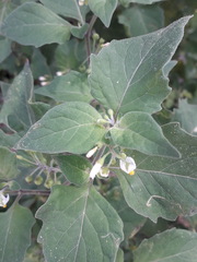 Solanum nigrum