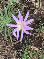 Colchicum