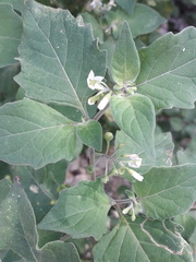 Solanum nigrum