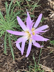 Colchicum