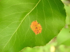 Gymnosporangium sabinae