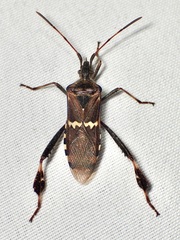 Leptoglossus clypealis