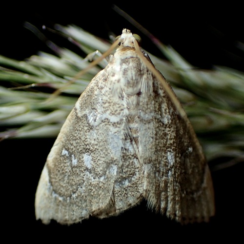 Three-spotted Kidney Moth photo 5