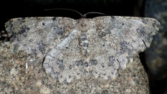 Stergamataea delicatum