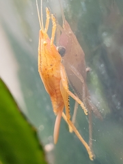 Pyrgocorypha uncinata