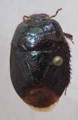 Cydnidae