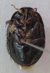 Cydnidae