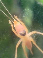 Pyrgocorypha uncinata