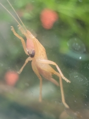 Pyrgocorypha uncinata
