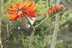 Meliphaga lewinii
