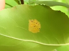 Gymnosporangium sabinae