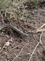 Thamnophis ordinoides