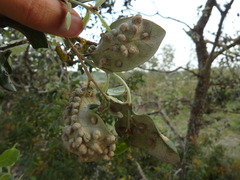 Dryomyia lichtensteinii