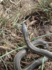 Thamnophis ordinoides