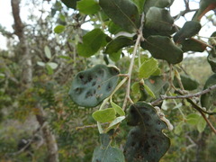 Dryomyia lichtensteinii