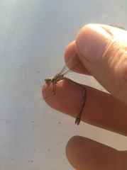 Lestidae