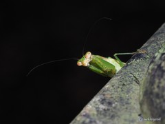 Odontomantis sinensis