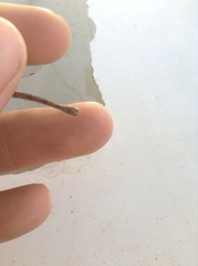 Lestidae