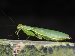 Odontomantis sinensis