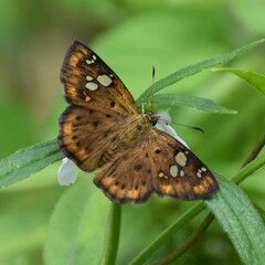 Coladenia indrani