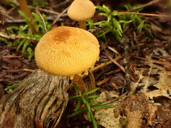 Cystoderma amianthinum