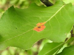 Gymnosporangium sabinae
