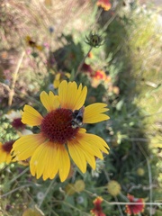 Bombus vosnesenskii