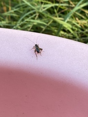 Eunemobius carolinus