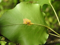 Gymnosporangium sabinae