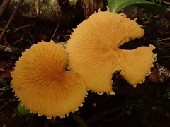 Cystoderma amianthinum