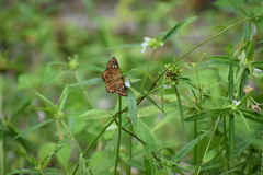 Coladenia indrani