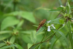 Coladenia indrani