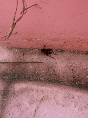 Eunemobius carolinus