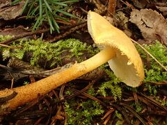 Cystoderma amianthinum