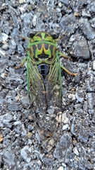Neotibicen linnei
