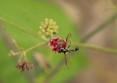 Dioprosopa clavata