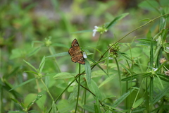 Coladenia indrani