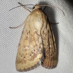 Heliocheilus paradoxus