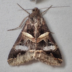 Melipotis perpendicularis