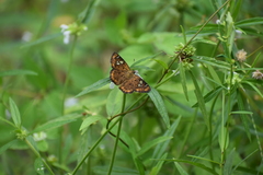 Coladenia indrani