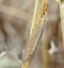 Macronemurus appendiculatus
