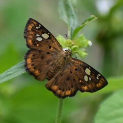 Coladenia indrani